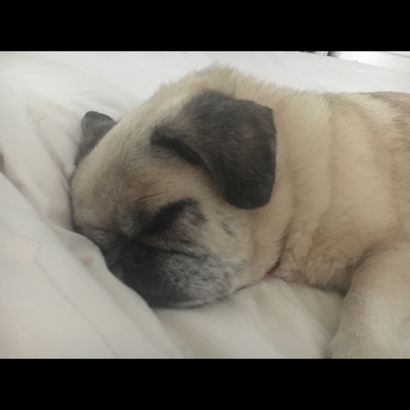 Posh Ambassador. - Picture 5 of 12